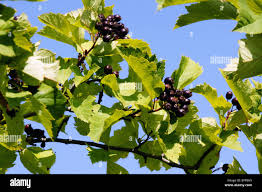Attēlu rezultāti vaicājumam “Crataegus chlorosarca”