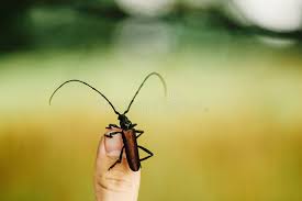 Attēlu rezultāti vaicājumam “Monochamus urussovi”