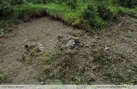 Attēlu rezultāti vaicājumam “Moerckia hibernica”