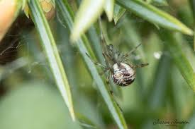 Attēlu rezultāti vaicājumam “Phylloneta sp.”
