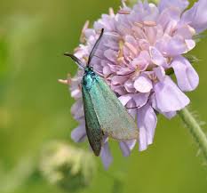 Attēlu rezultāti vaicājumam “Adscita statices”