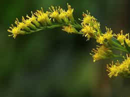 Attēlu rezultāti vaicājumam “Solidago canadensis”