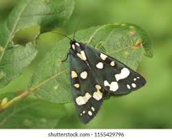 Attēlu rezultāti vaicājumam “Callimorpha dominula imago”