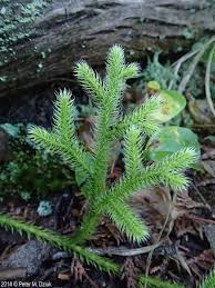 Attēlu rezultāti vaicājumam “Lycopodium clavatum”