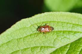 Attēlu rezultāti vaicājumam “Lygus pratensis imago”