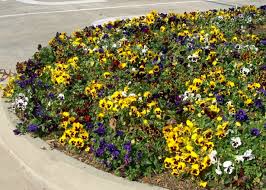 Image result for Viola x wittrockiana `Hiemalis`