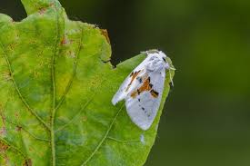 Attēlu rezultāti vaicājumam “Leucodonta bicoloria imago”