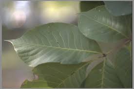 Attēlu rezultāti vaicājumam “Carya ovata leaf”