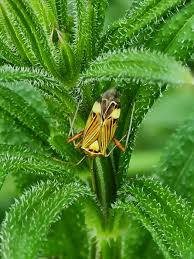 Attēlu rezultāti vaicājumam “Rhabdomiris striatellus imago”