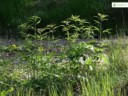 Attēlu rezultāti vaicājumam “Cardamine bulbifera leaf”
