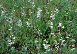Attēlu rezultāti vaicājumam “Pyrola rotundifolia”