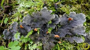 Attēlu rezultāti vaicājumam “Peltigera praetextata”