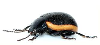 Attēlu rezultāti vaicājumam “Chrysolina sanguinolenta”