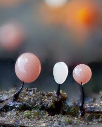 Attēlu rezultāti vaicājumam “Comatricha tenerrima young”