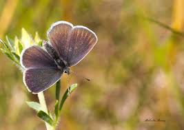 Attēlu rezultāti vaicājumam “Cupido minimus female”