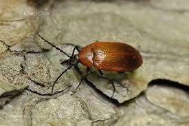 Attēlu rezultāti vaicājumam “Pseudocistela ceramboides”