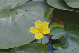 Image result for Seekanne