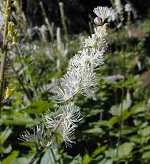 Attēlu rezultāti vaicājumam “Actaea spicata flower”