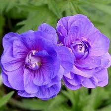 Image result for Geranium pratense