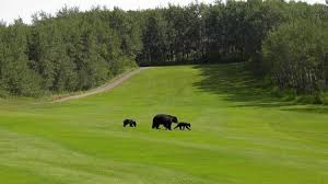 Image result for Waterton Park Golf Club Ltd