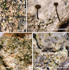 Attēlu rezultāti vaicājumam “Chaenotheca phaeocephala”