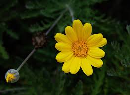 Attēlu rezultāti vaicājumam “Anthemis tinctoria flower”