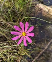 Attēlu rezultāti vaicājumam “Gentiana pneumonanthe flower”