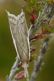 Attēlu rezultāti vaicājumam “Crambus hamella”