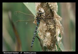 Attēlu rezultāti vaicājumam “Aeshna juncea”