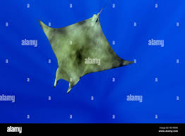 Image result for Mobula hypostoma