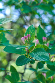 Attēlu rezultāti vaicājumam “Lonicera tatarica bud”