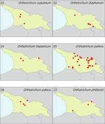 Attēlu rezultāti vaicājumam “Orthotrichum, Nyholmiella”