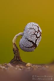 Attēlu rezultāti vaicājumam “Physarum bitectum macro”