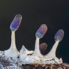 Attēlu rezultāti vaicājumam “Diachea leucopodia stalked”