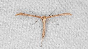 Attēlu rezultāti vaicājumam “Pterophoridae”
