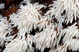 Attēlu rezultāti vaicājumam “Mucronella bresadolae”