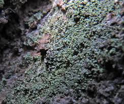 Attēlu rezultāti vaicājumam “Cliostomum corrugatum”