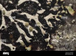 Attēlu rezultāti vaicājumam “Menegazzia terebrata”