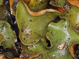 Attēlu rezultāti vaicājumam “Dermatocarpon luridum”