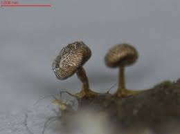 Attēlu rezultāti vaicājumam “Diderma chondrioderma spores”