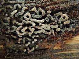 Attēlu rezultāti vaicājumam “Cribraria violacea”