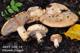 Attēlu rezultāti vaicājumam “Lactarius repraesentaneus”