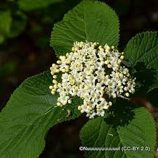 Attēlu rezultāti vaicājumam “Viburnum lantana  flower”