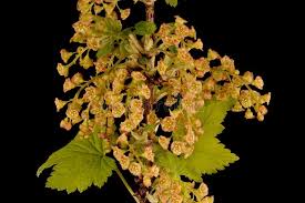 Attēlu rezultāti vaicājumam “Ribes rubrum leaf”