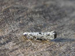 Attēlu rezultāti vaicājumam “Yponomeuta plumbella”