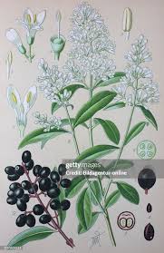 Attēlu rezultāti vaicājumam “Ligustrum vulgare”