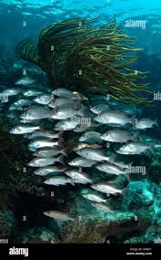 Image result for Lutjanus mahogoni