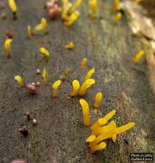 Attēlu rezultāti vaicājumam “Calocera glossoides”