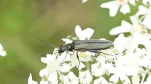 Attēlu rezultāti vaicājumam “Oedemera sp.”