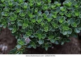 Attēlu rezultāti vaicājumam “Phedimus spurius”